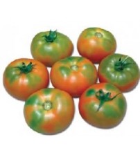 Tomato NS 585